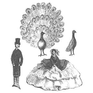 peacock