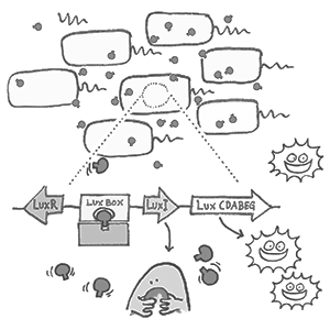 quorum sensing