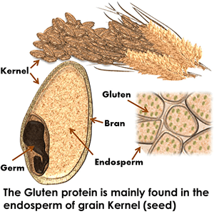 gluten