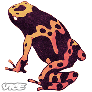 hallucinogenic frogs