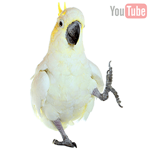 dancing cockatoo