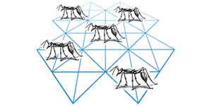 ant routing ant routing