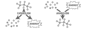 Catabolism