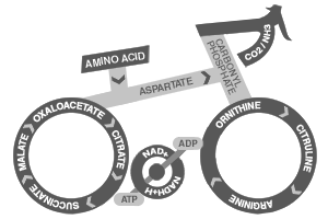 krebs cycle by Andrew Twist