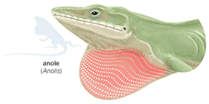 anole anole