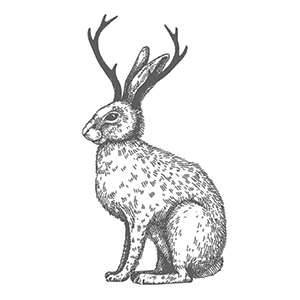 Jackalope Jackalope