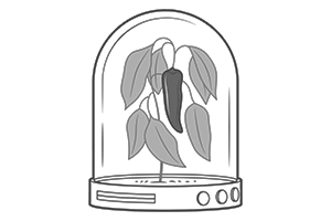 Chile Pepper Institute