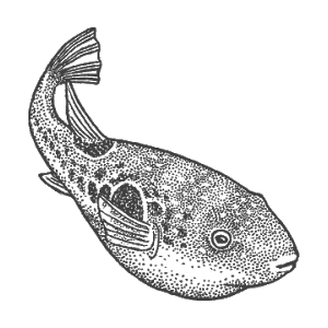 pufferfish