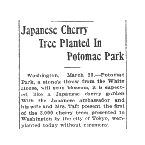 Yoshino cherry trees